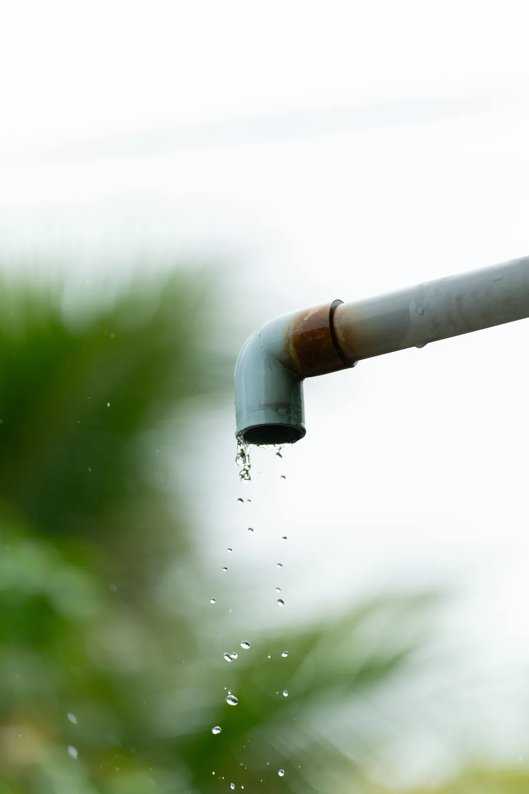 Water dripping from a rusted joint in an exterior PVC pipe elbow, with blurred green foliage behind it.